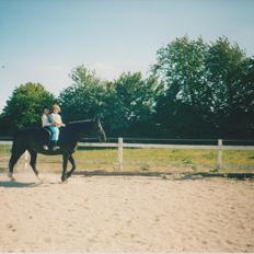 Dansk Varmblod Blue Body Butler  639