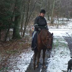 New Forest Elmholts Lamour