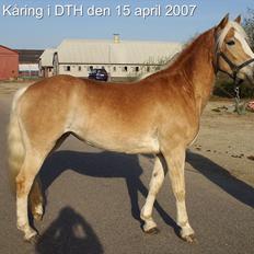 Haflinger Vinnie Dalsgaard