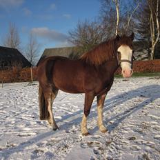 Welsh Pony af Cob-type (sec C) Gribvads Regge