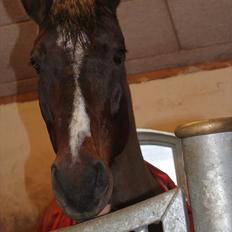 Dansk Varmblod MØGELMOSEGÅRD'S LE MAN