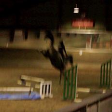 Dansk Varmblod MØGELMOSEGÅRD'S LE MAN