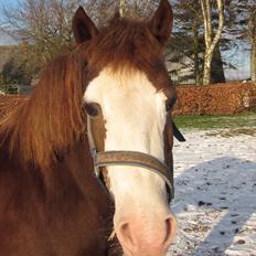 Welsh Pony af Cob-type (sec C) Gribvads Regge