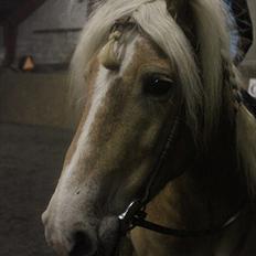 Tyroler Haflinger Aron