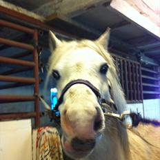 Welsh Mountain (sec A) Miss Corona<3 *red*