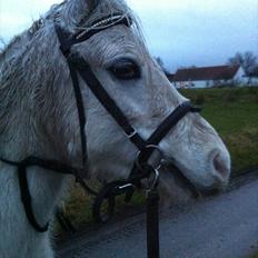 Welsh Mountain (sec A) Miss Corona<3 *red*