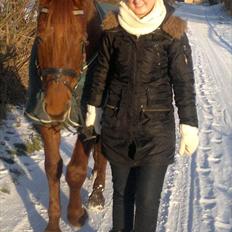 Dansk Varmblod Triton Oliver