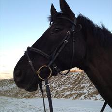 Dansk Varmblod Show man <3 "passer" "privat hest"