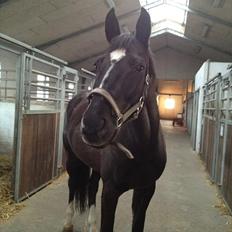 Dansk Varmblod Show man <3 "passer" "privat hest"