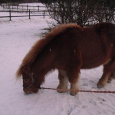 Shetlænder Snefnug(passepony)