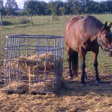 Dansk Varmblod Casino Ringo Starr (himmelhest 28.08.2018)