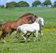 Dartmoor Fie l Min Fi's :-*