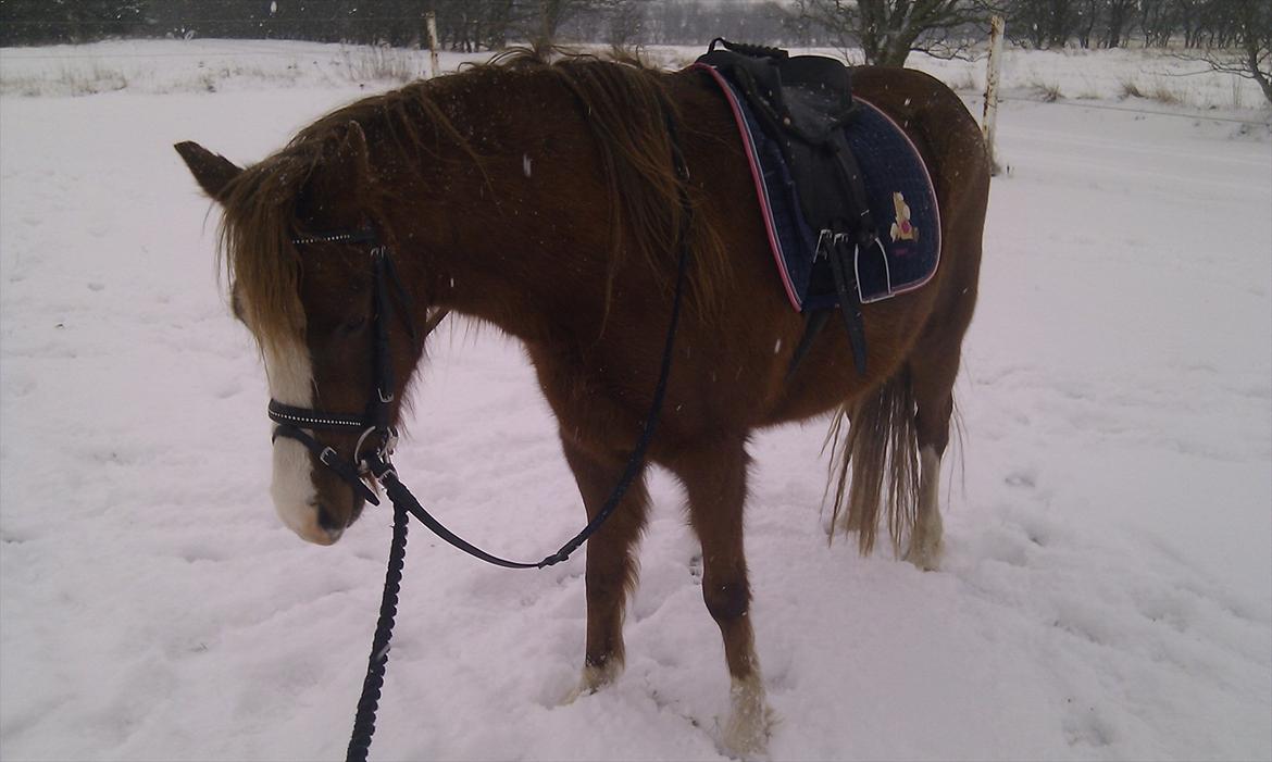 Welsh Pony (sec B) Caya's Angel billede 15