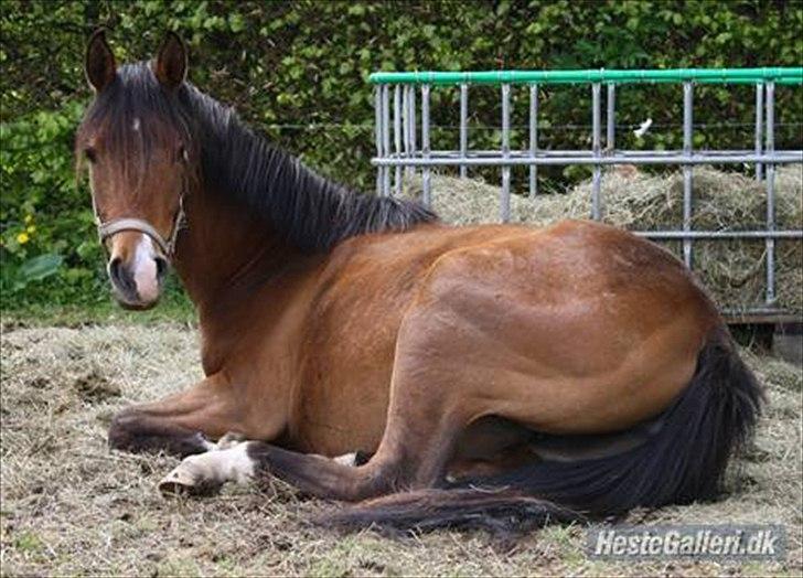 DSP Møgelholtgårds Kiss Me - Foto Mille billede 12