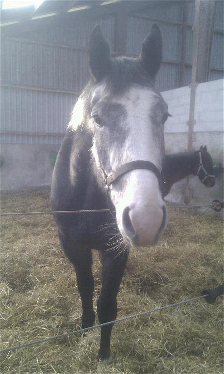 Anden særlig race Ferdinand Pascal - 30/1-12 - den dag tilridningen begyndte :o)  billede 4