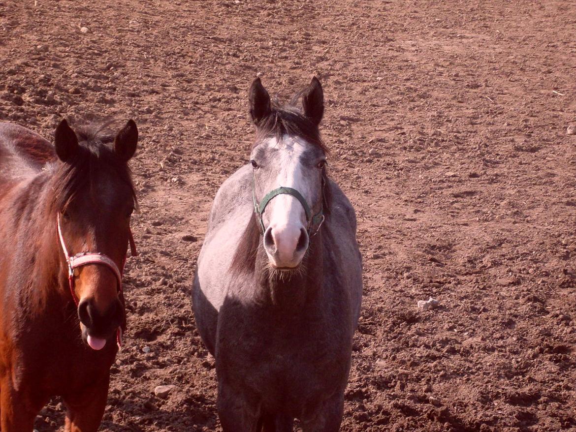Anden særlig race Ferdinand Pascal - Foto: Kit C billede 10