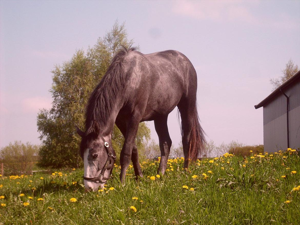 Anden særlig race Ferdinand Pascal - Foto: Kit C billede 12