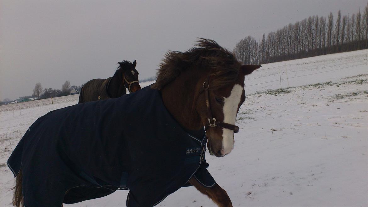 New Forest Roløkke Softice -MIT ET OG ALT!- - Min lille charmetrold på folden 29/01/2011 billede 12