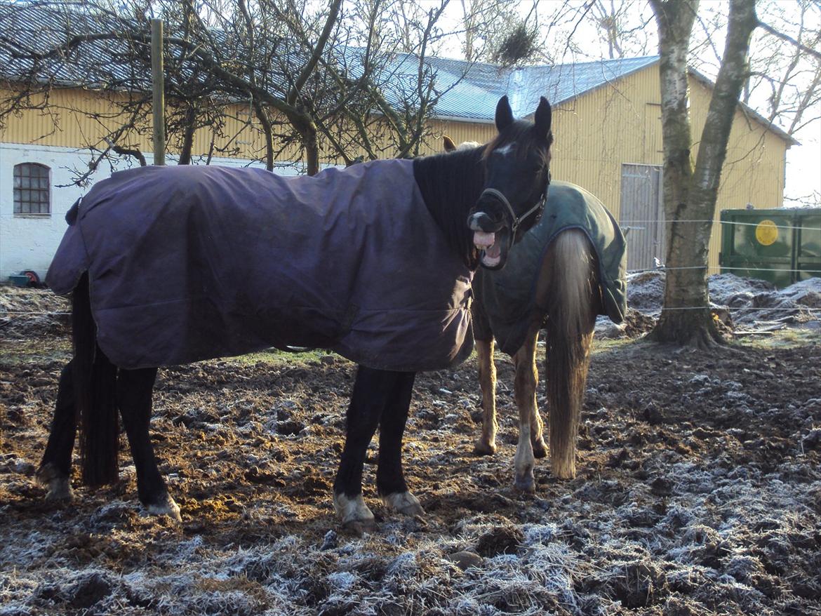 Oldenborg Pibeholms Jupiter billede 1