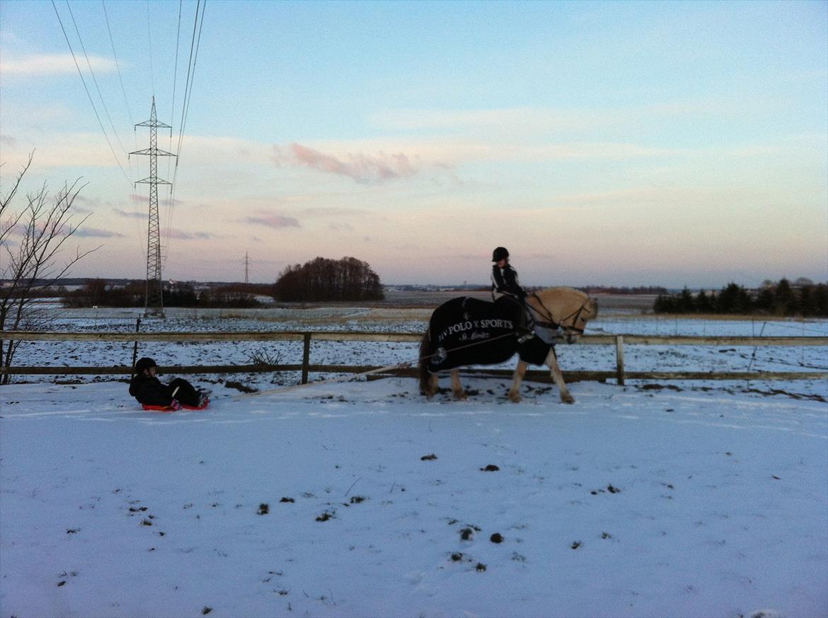 Fjordhest MIster smask - anden gang med kælk efter og styrret af to piger på 8 og 10 år.. det sku en sej pony ! billede 12