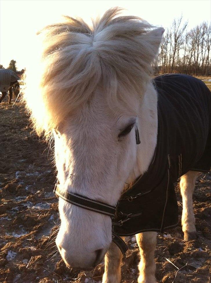 Islænder Elfa fra Katulabo - Se Mig! Jeg er en rigtig lille bamse!<3 billede 12