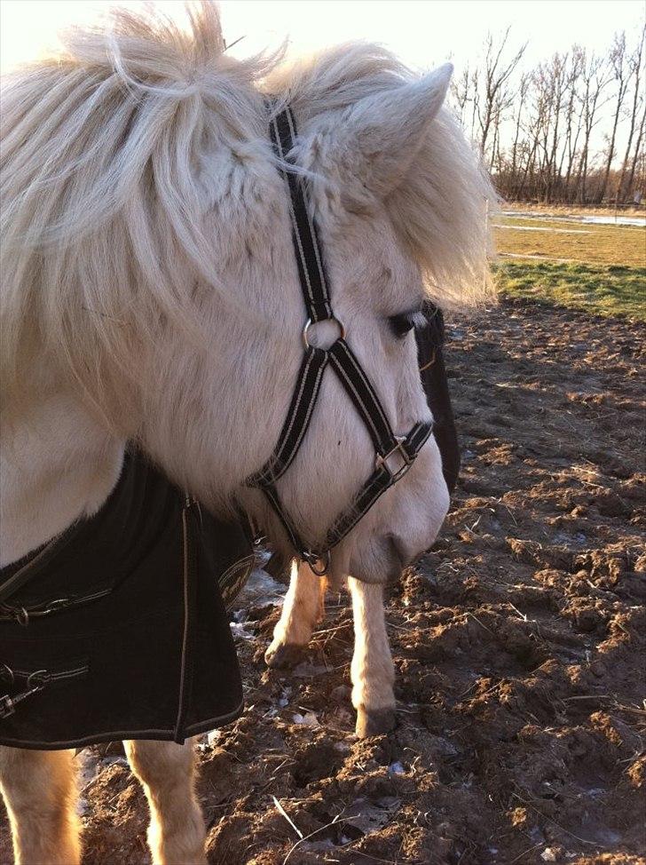 Islænder Elfa fra Katulabo - Hvad er der mon deromme?o: billede 13