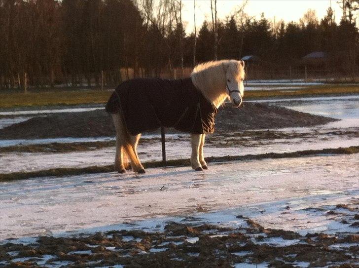 Islænder Elfa fra Katulabo - Elfa står på isen :D billede 14