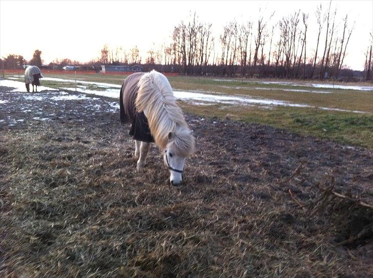 Islænder Elfa fra Katulabo billede 15