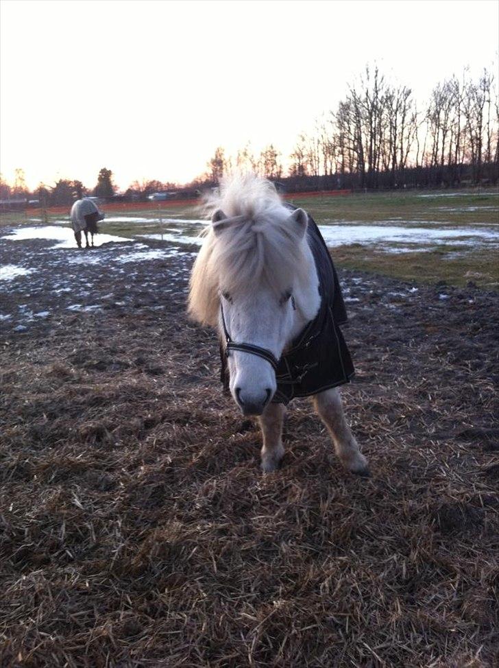 Islænder Elfa fra Katulabo billede 16