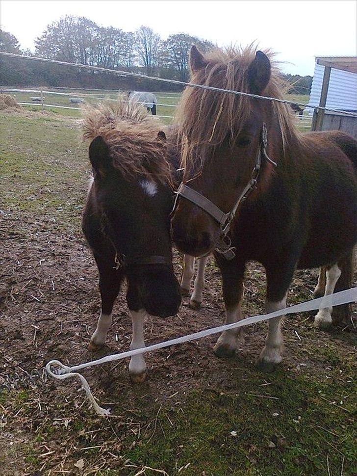 Shetlænder Laban - Laban & Lilo.:-)) billede 7