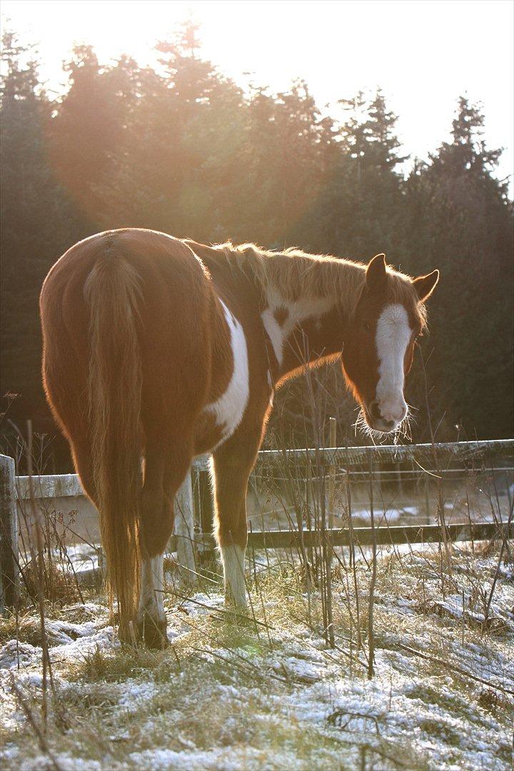 Pinto Moos (Coda) - Foto: ©AM | Hej numse <3 billede 6