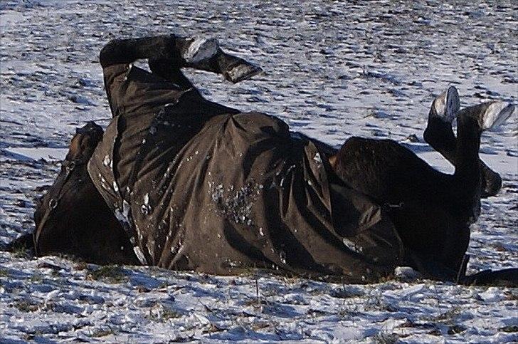 Traver Palle billede 3