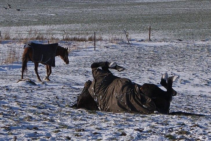 Traver Palle billede 4