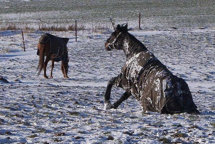 Traver Palle billede 5