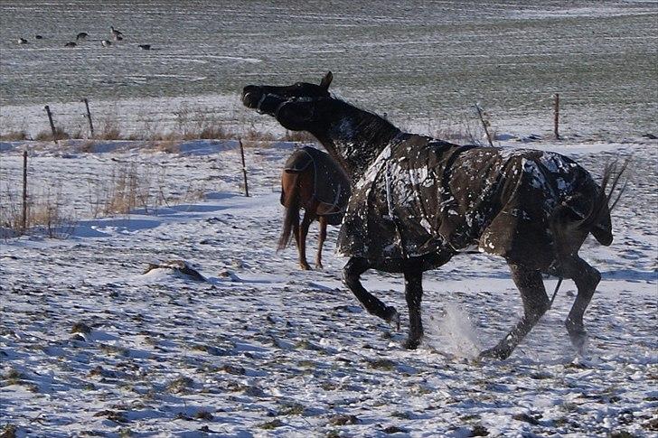 Traver Palle billede 6