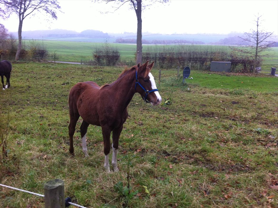 Dansk Varmblod Sassy Silke billede 1