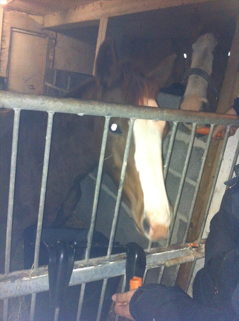 Dansk Varmblod Sassy Silke billede 2