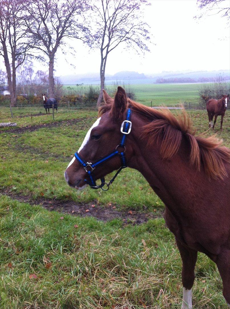 Dansk Varmblod Sassy Silke billede 3