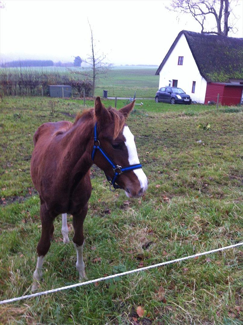 Dansk Varmblod Sassy Silke billede 4