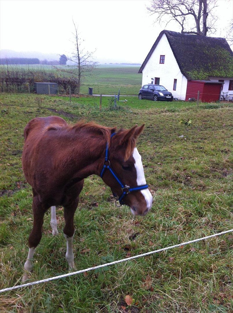 Dansk Varmblod Sassy Silke billede 5