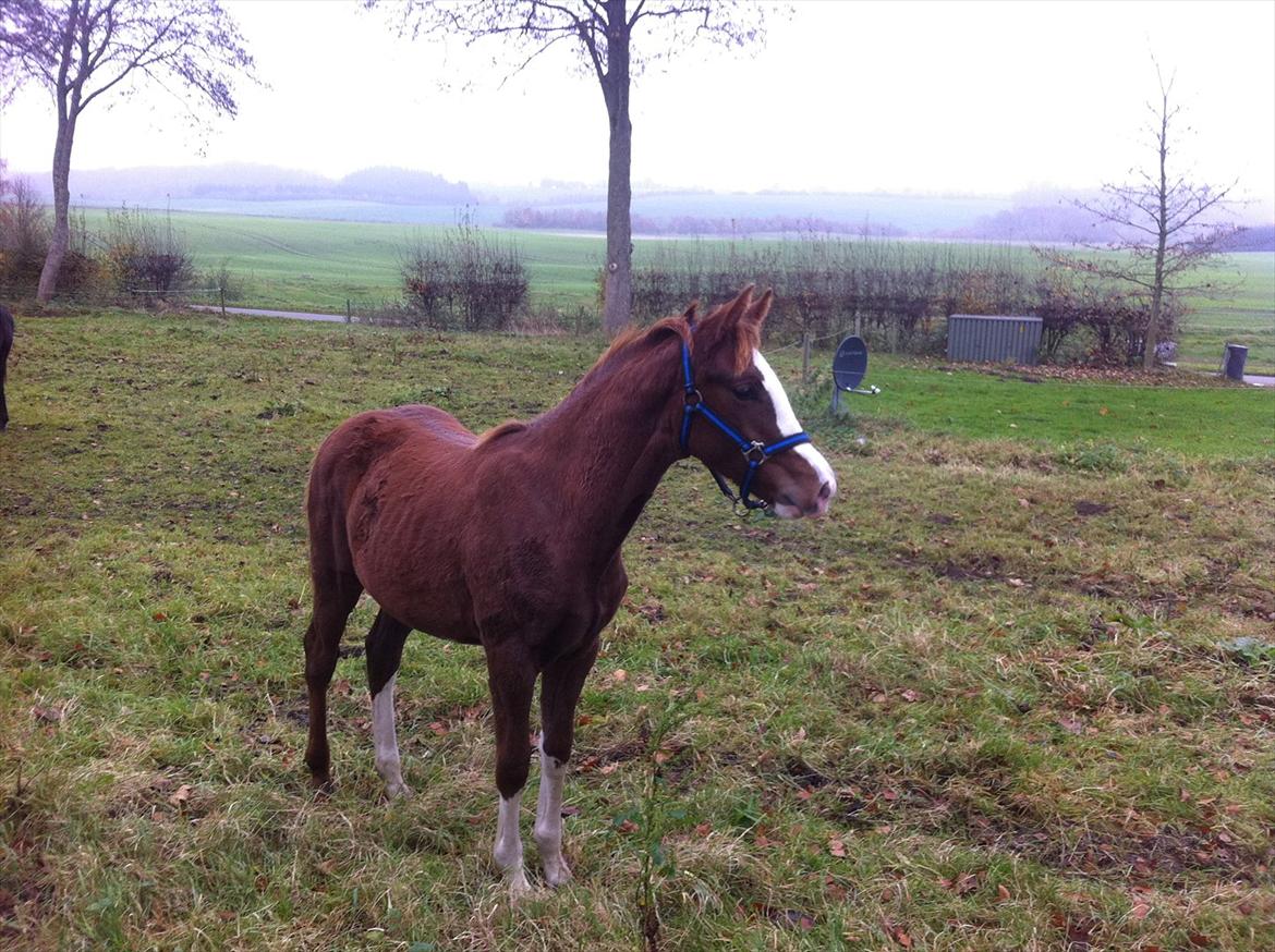 Dansk Varmblod Sassy Silke billede 6