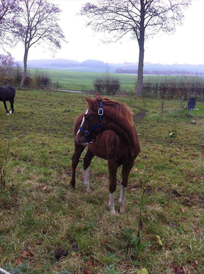 Dansk Varmblod Sassy Silke billede 7