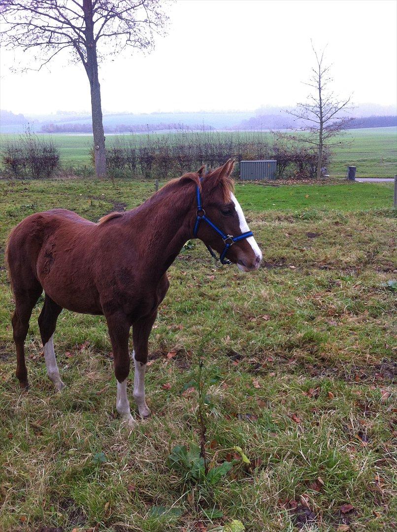 Dansk Varmblod Sassy Silke billede 8