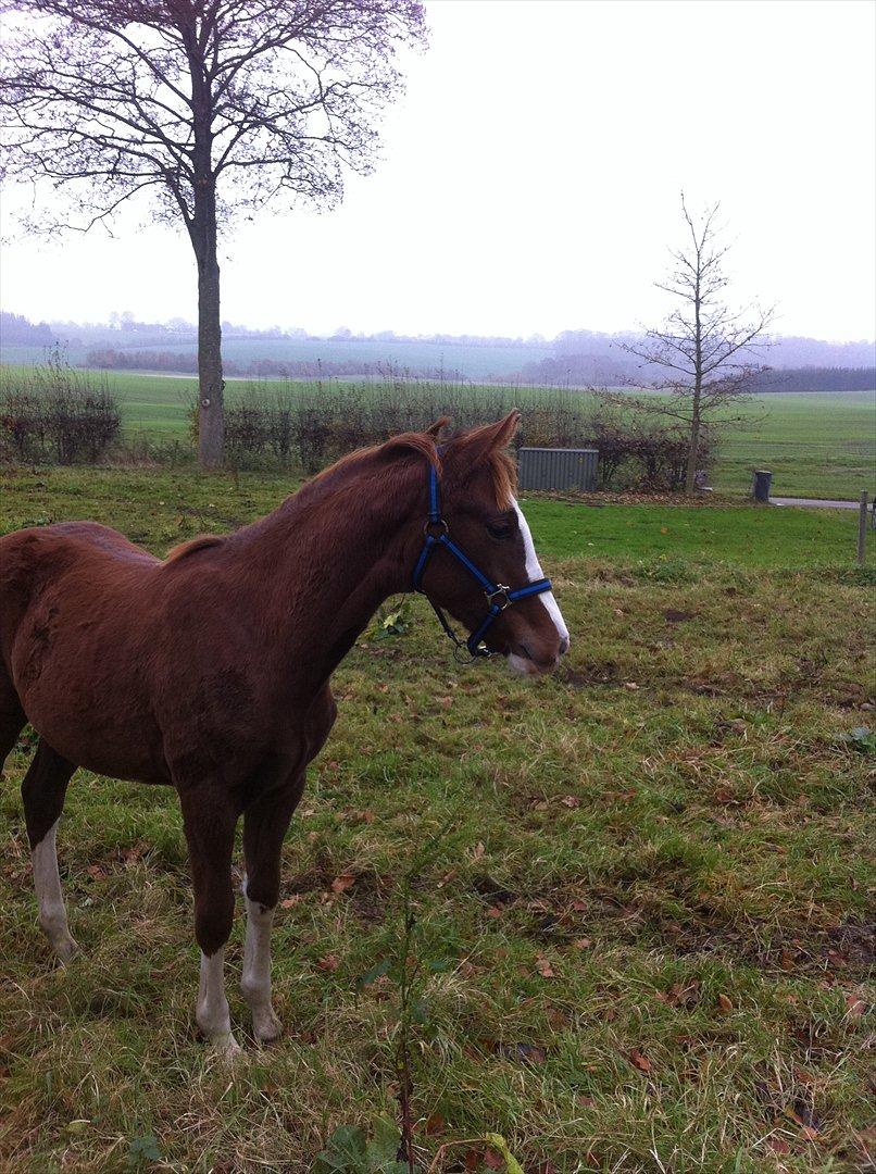 Dansk Varmblod Sassy Silke billede 9