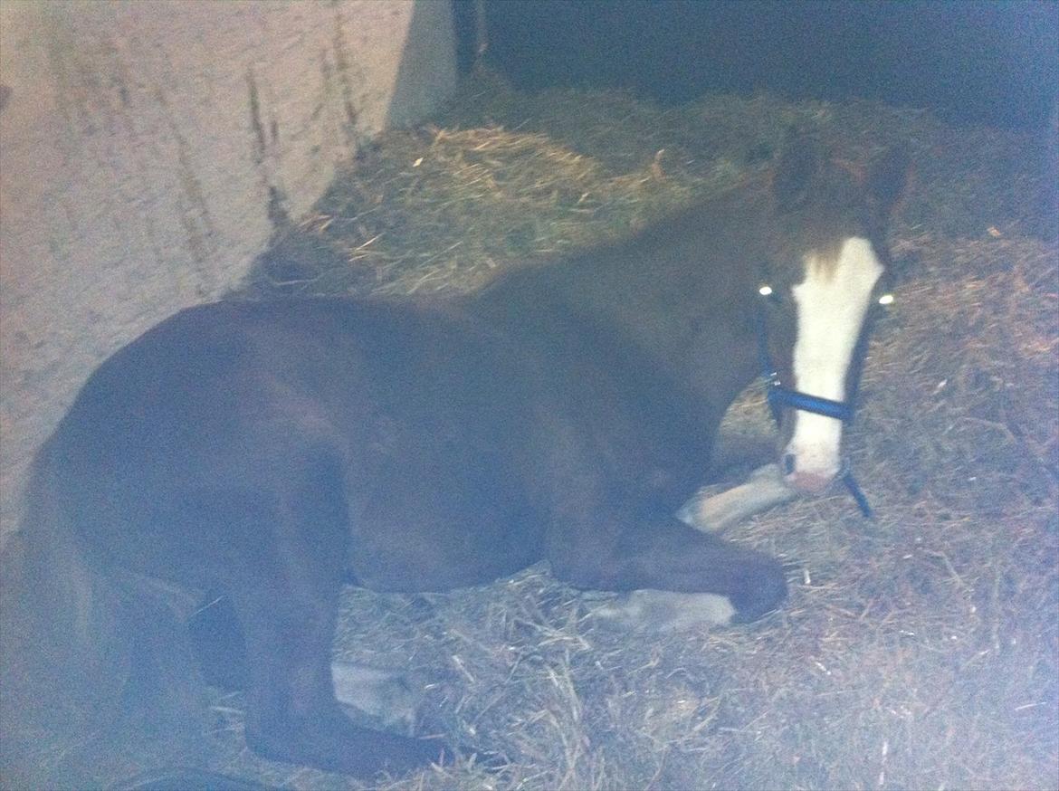 Dansk Varmblod Sassy Silke billede 10