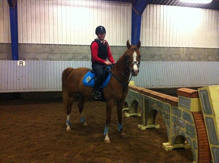 Arabisk fuldblod (OX) ZA-KAGO OX - Springer mur på Alfarvad. Stjerne-pony<3. billede 19