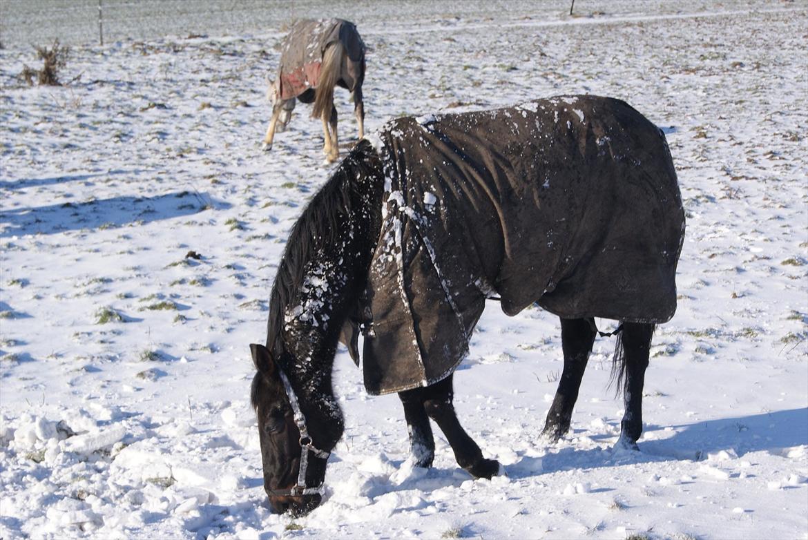 Traver Palle billede 7