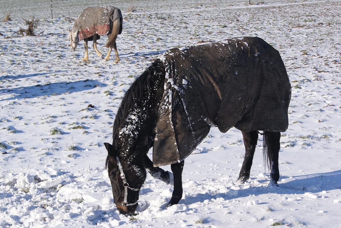 Traver Palle billede 8