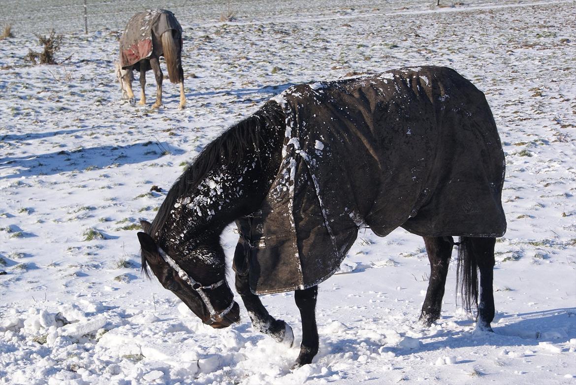 Traver Palle billede 9