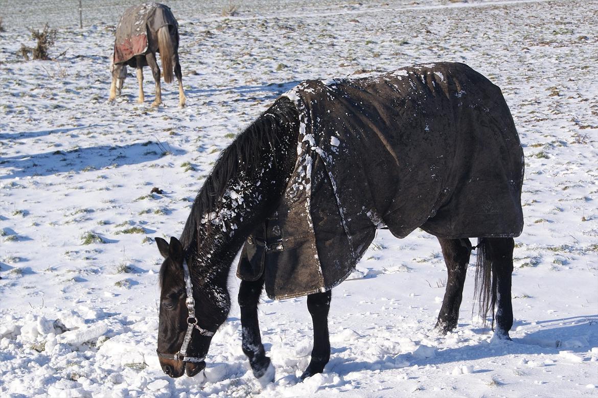 Traver Palle billede 10